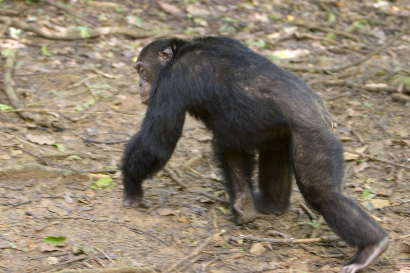 Chimpanzee